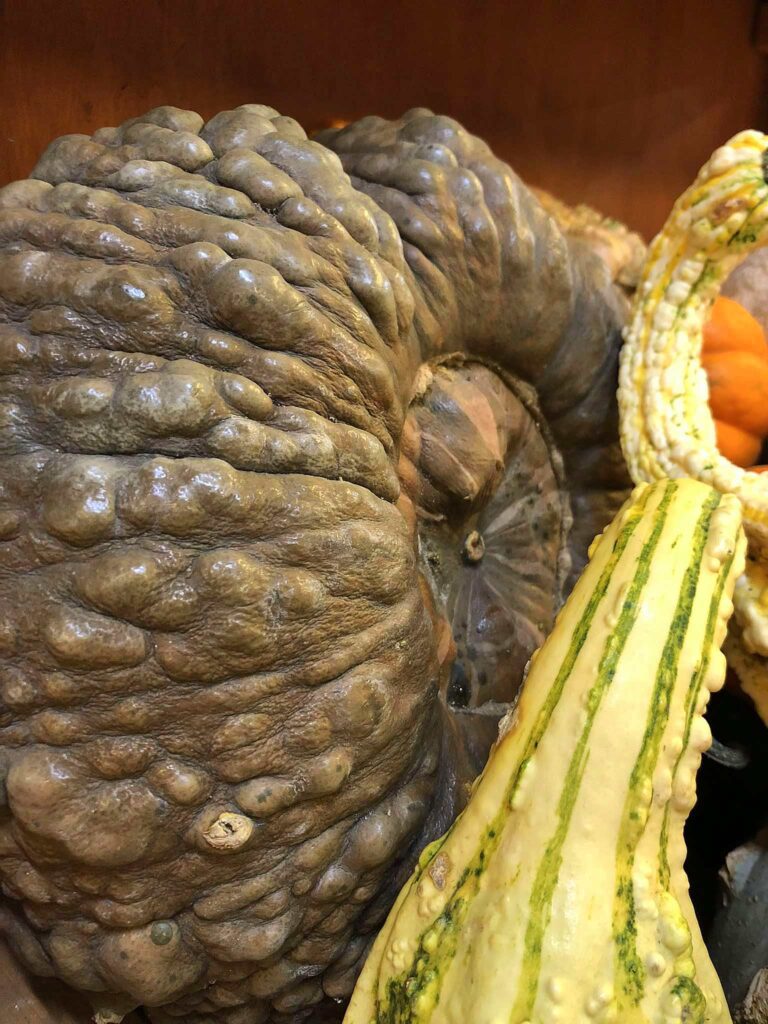 diferentes tipos de calabaza
