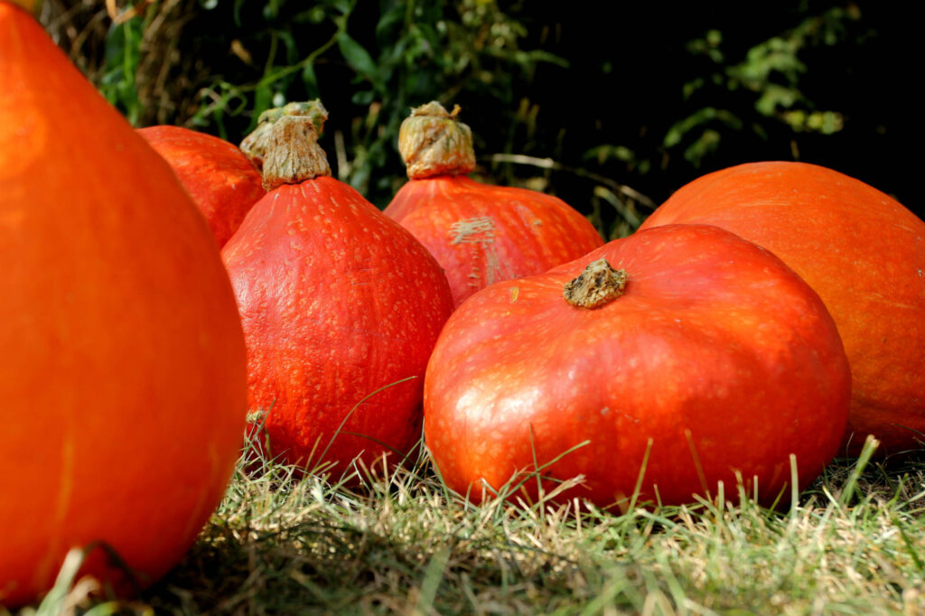 calabaza hokkaido