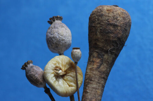 figa, z makiem, z pasternakiem