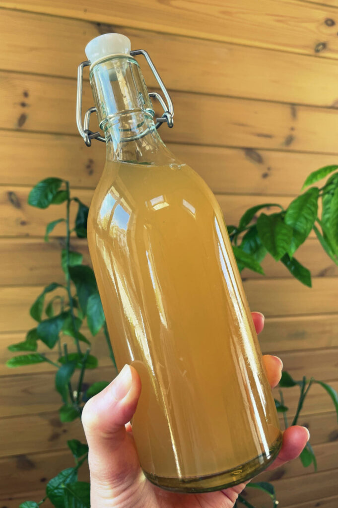 kombucha - receta