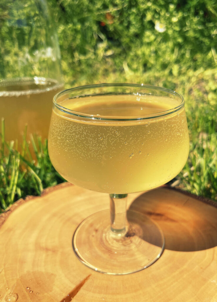 domowa kombucha - przepis