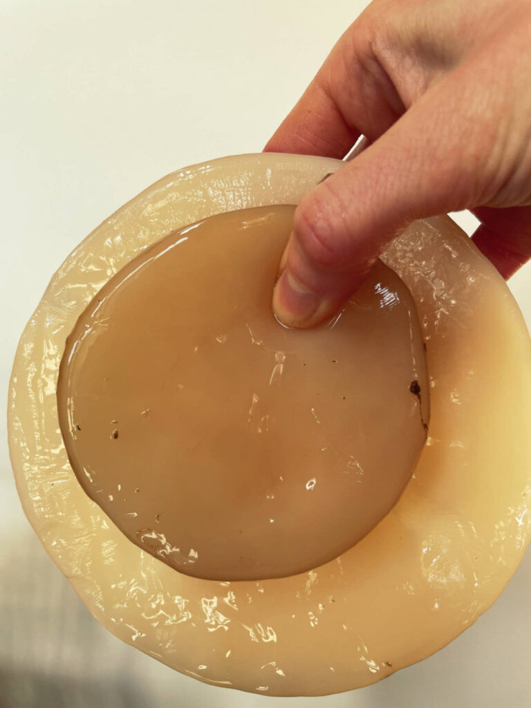 SCOBY madre de kombucha