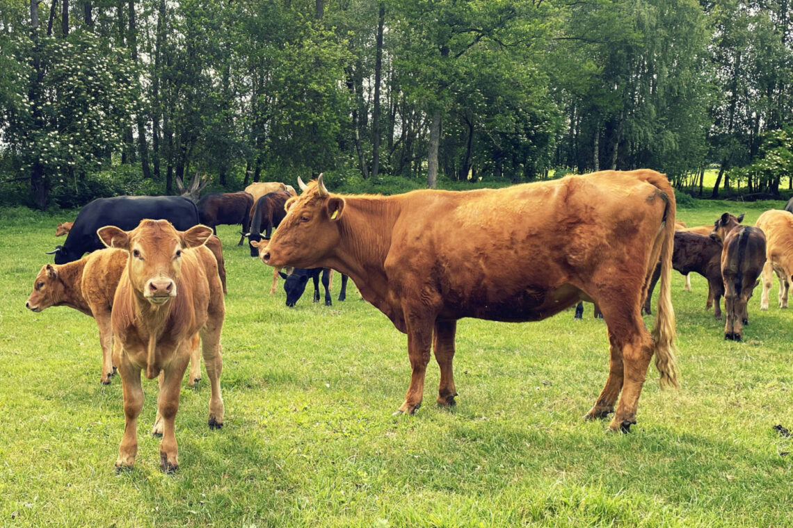 ¿Tienen las vacas 4 estómagos? Czechowizna-Podlaquia-Polonia