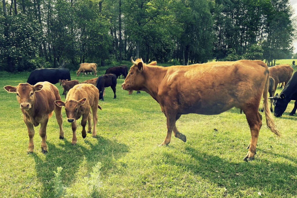 ¿Tienen las vacas 4 estómagos?
