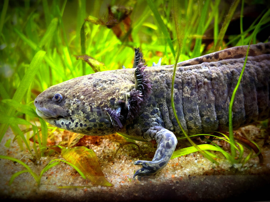 Ajolote de salón de piercing Crazy Needles en Bialystok, Polonia Ambystoma mexicanum