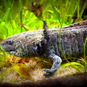 Ajolote de salón de piercing Crazy Needles en Bialystok, Polonia Ambystoma mexicanum