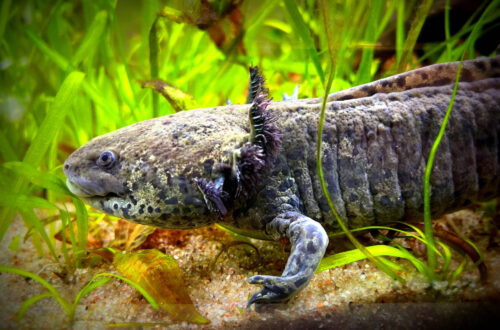 Aksolot z salonu piercingu Crazy Needles w Biaymstoku. Ambystoma meksykańska