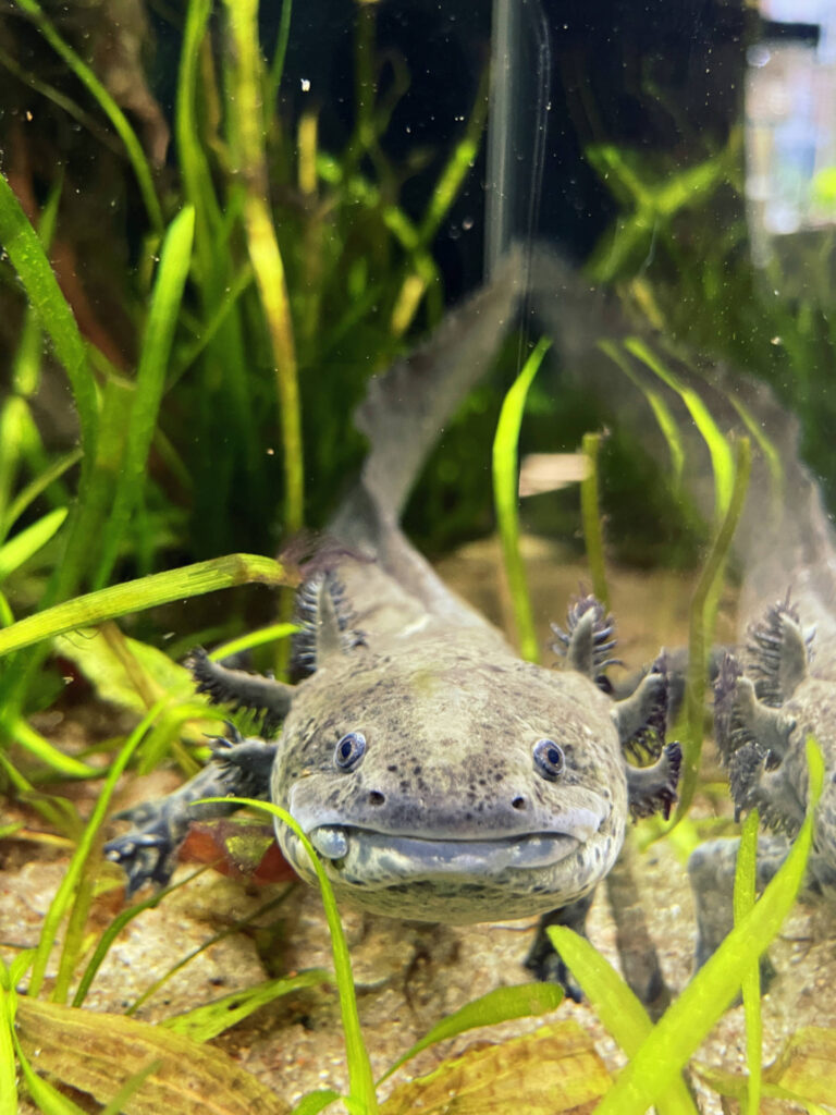 Ajolote - la habitante del salón de piercing Crazy Needles en Białystok. Salamandra mexicana