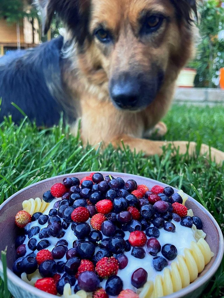 Cuenco de pasta con nata y arándanos silvestres y fresas silvestres. Una perra está ,orando este plato