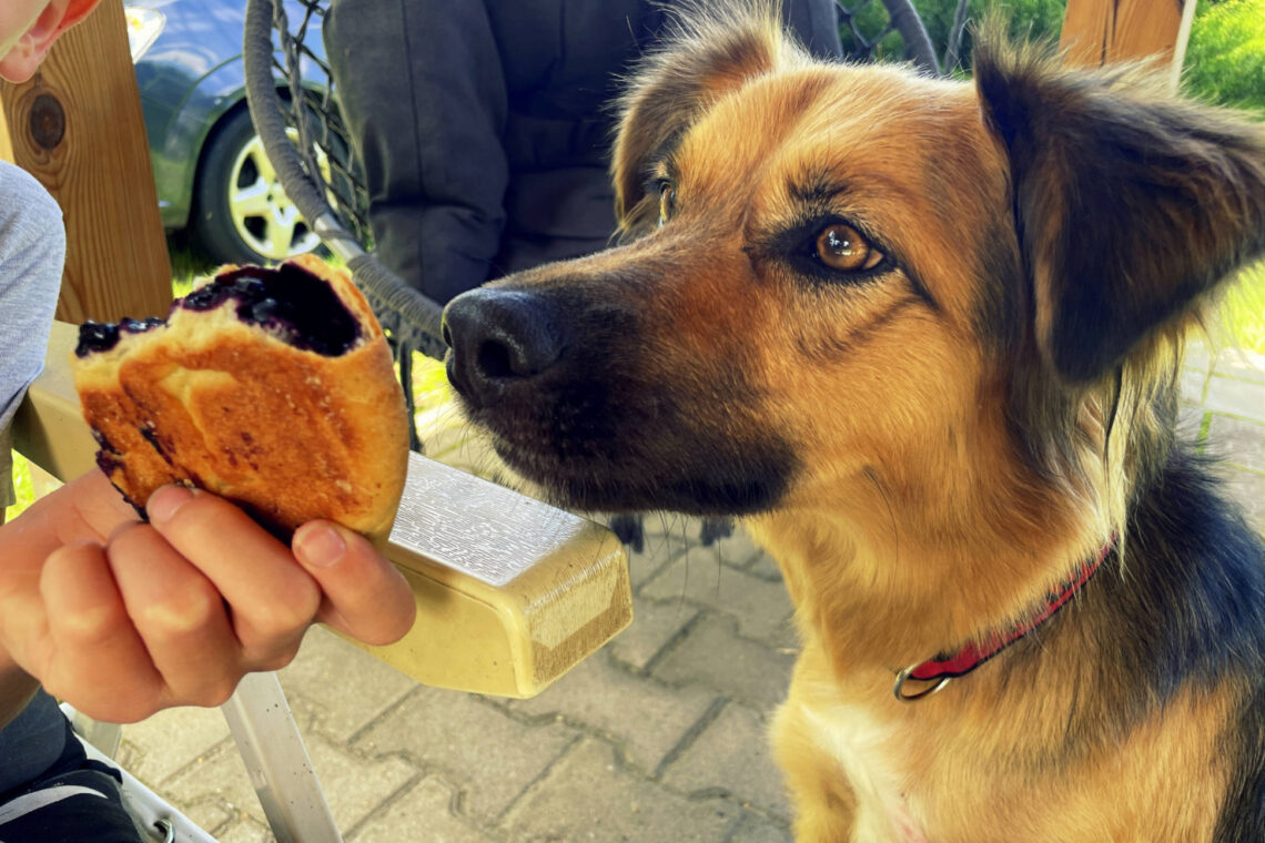 pies chce zje jagodziankę