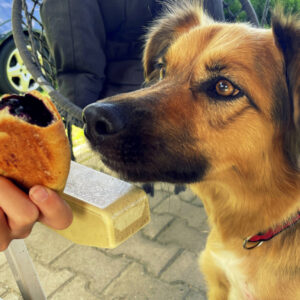 un perro quiere comer un bollo de arándanos silvestres