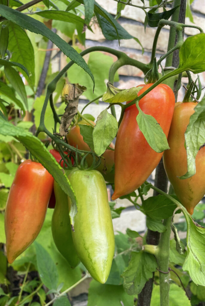 tomates inmaduros